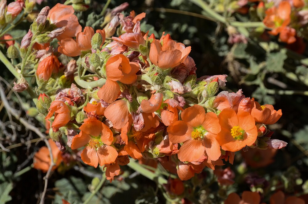 Munro's globemallow-Sphaeralcea munroana-1