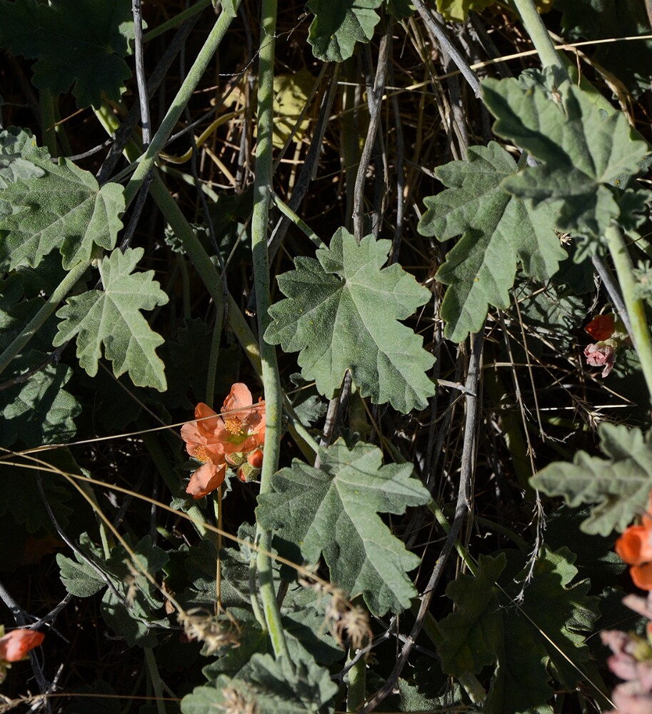 Munro's globemallow-Sphaeralcea munroana-2