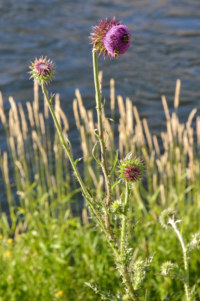 Musk thistle