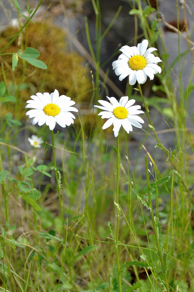 Oxeye daisy