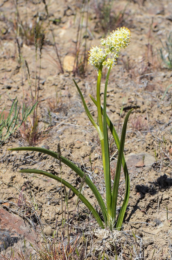 Panicled death-camas  Toxicoscordion paniculatum (3)