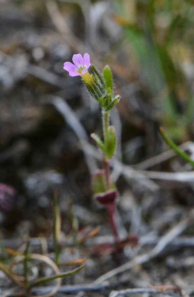 Pink microsteris, slender phlox - Microsteris gracilis (2)