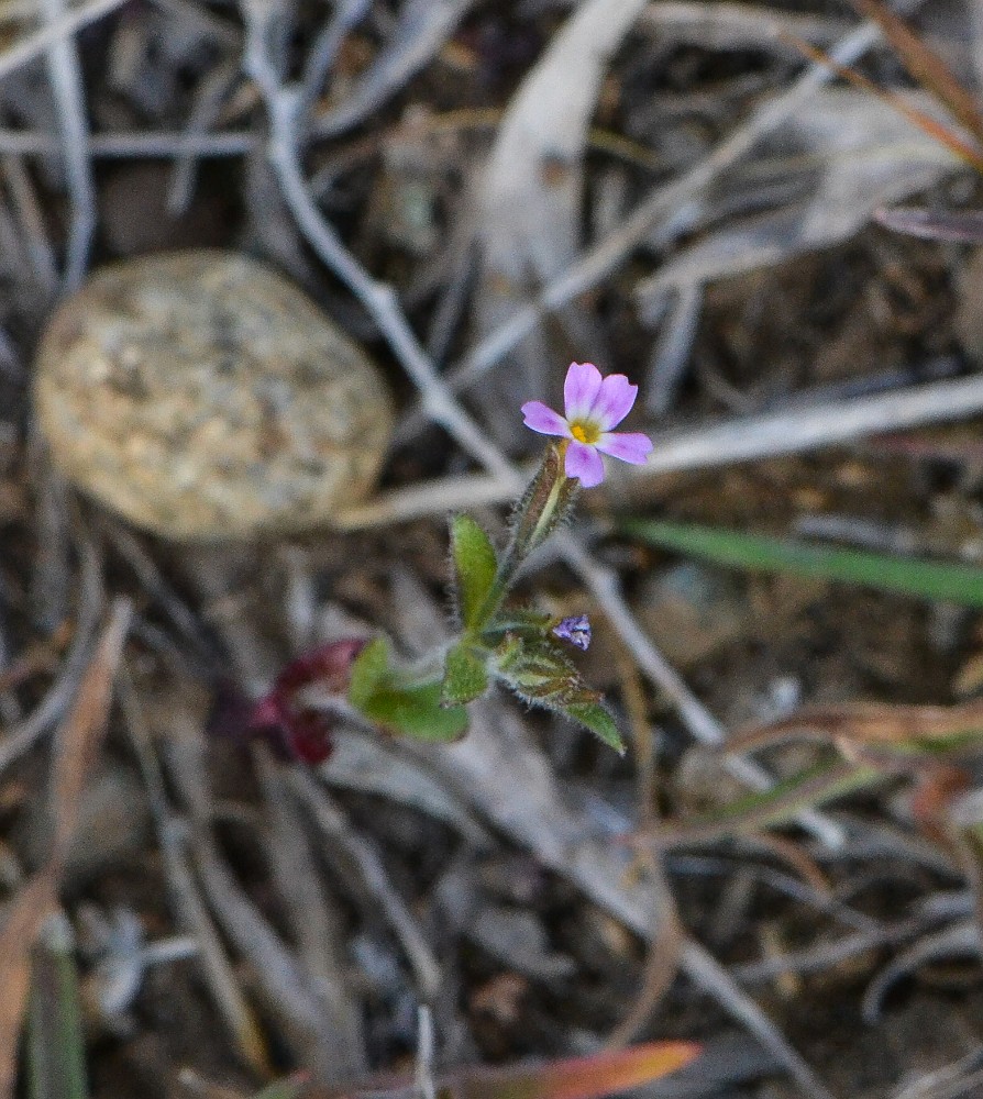 Pink microsteris, slender phlox - Microsteris gracilis