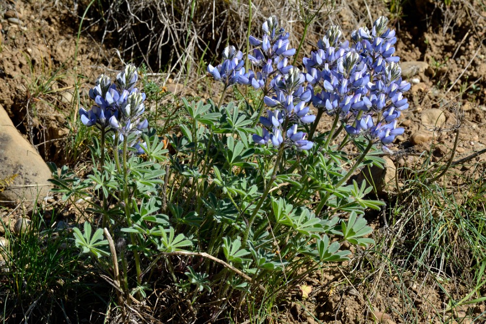 Prairie Lupine