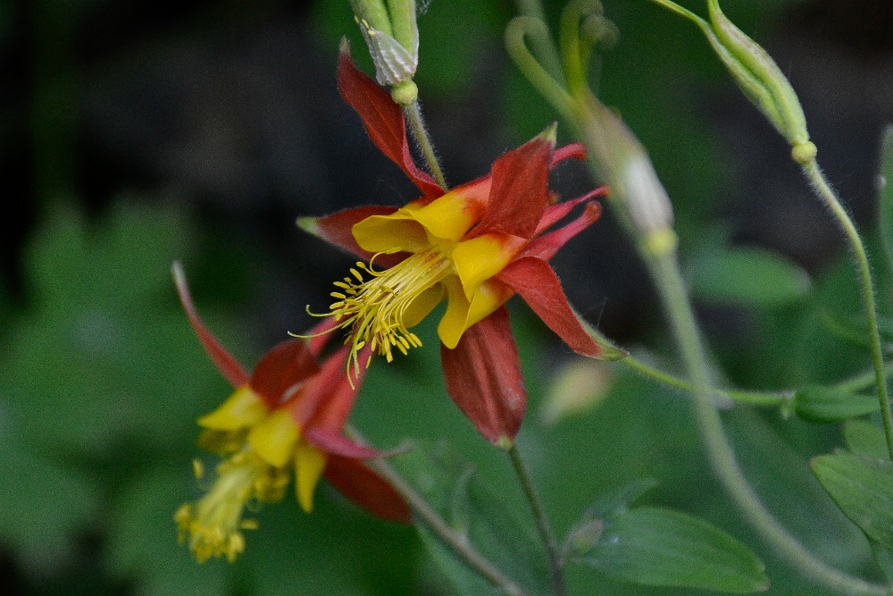 Red columbine - Aquilegia formosa (2)