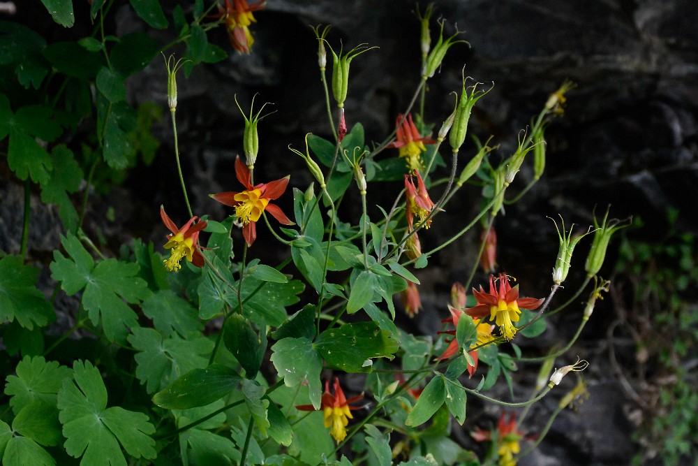 Red columbine