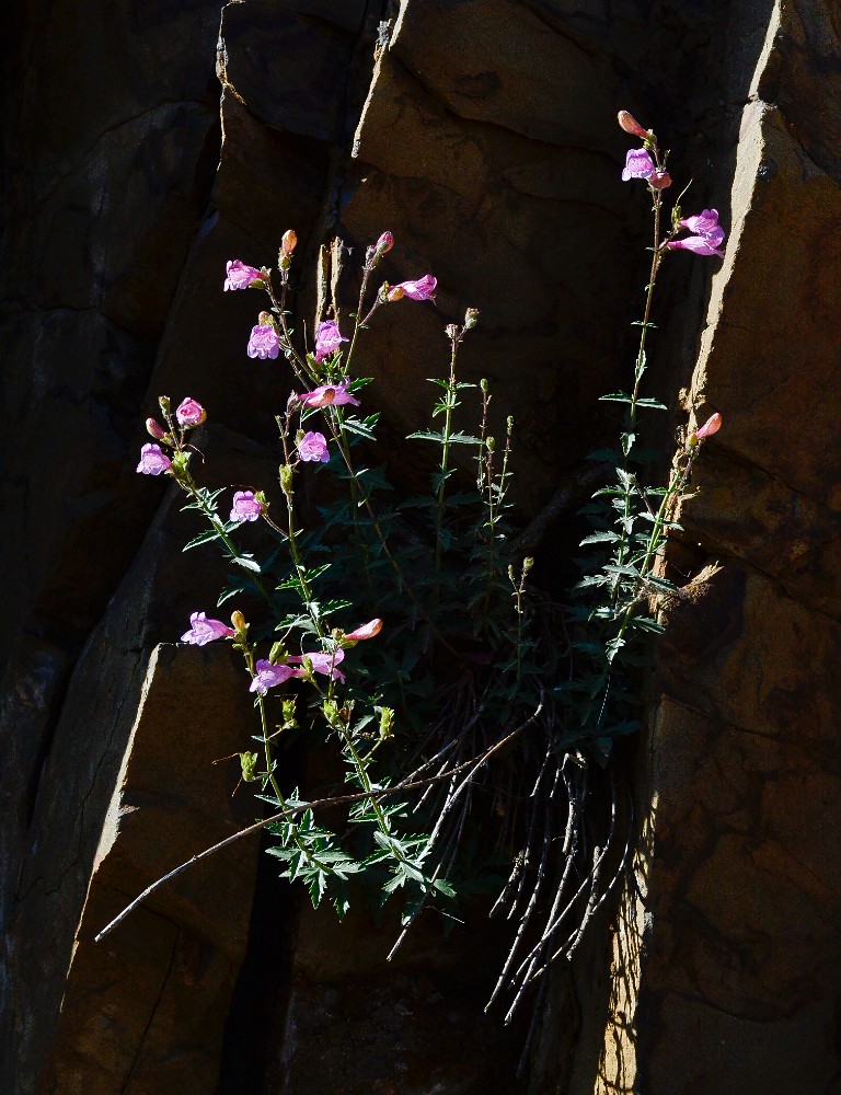 Richardson's penstemon (2)