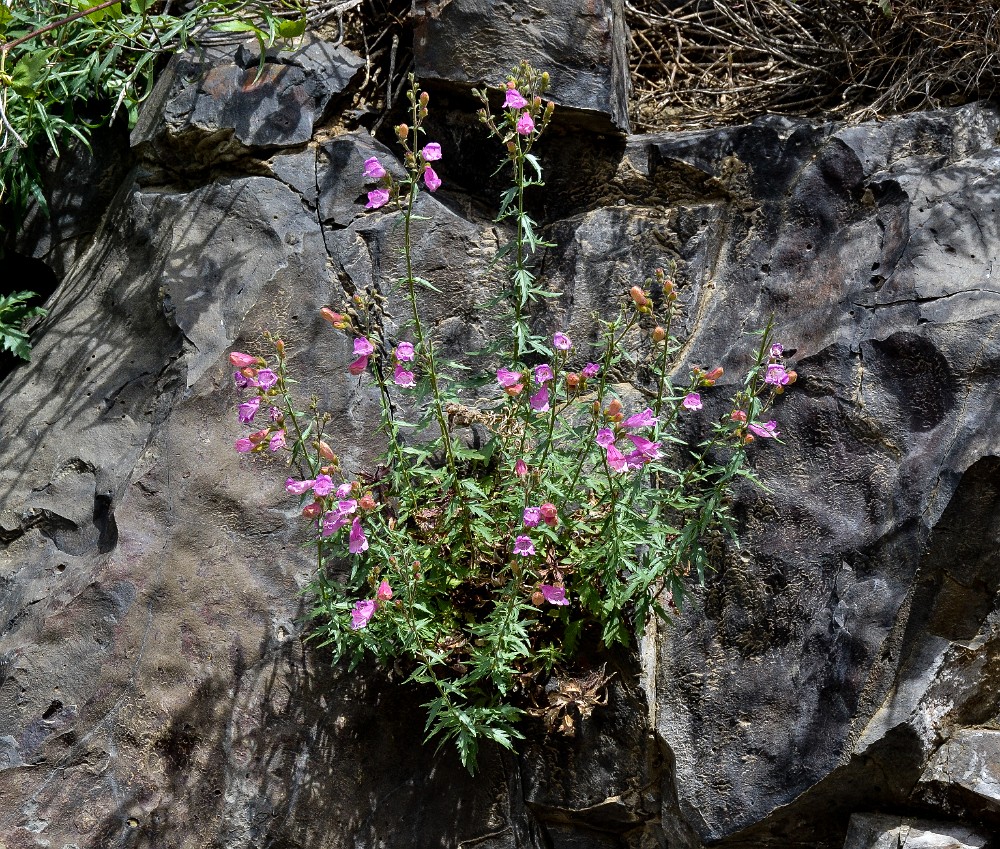 Richardson's penstemon (3)