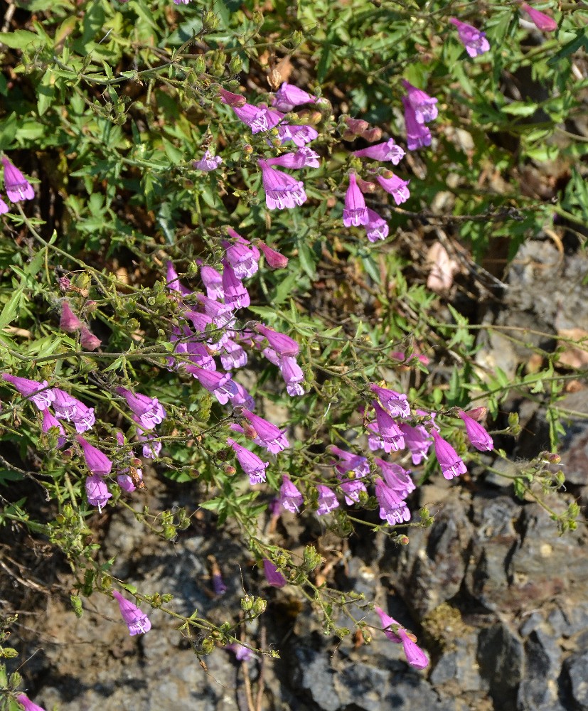 Richardson's penstemon (4)