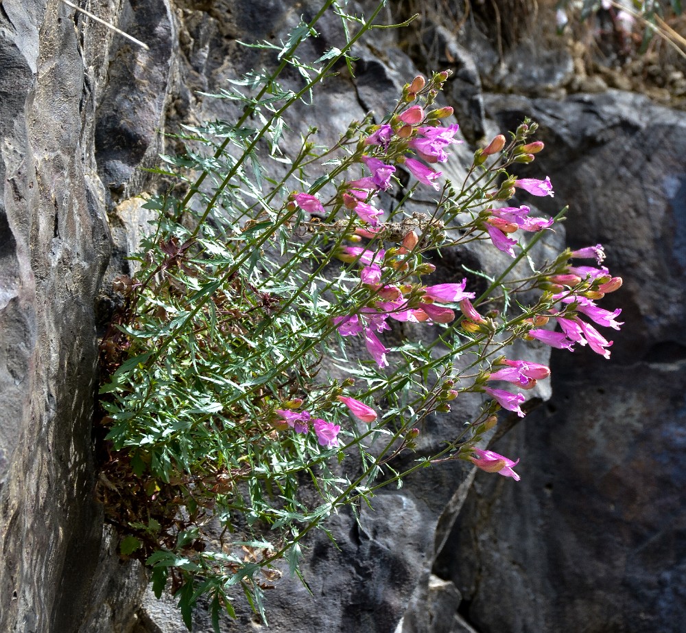 Richardson's penstemon