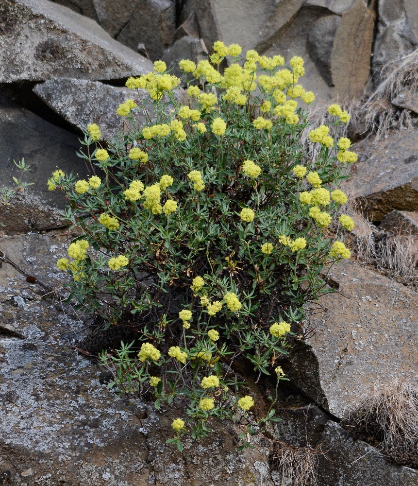 Rock buckwheat