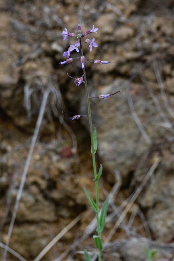 Rockcress - Boechera