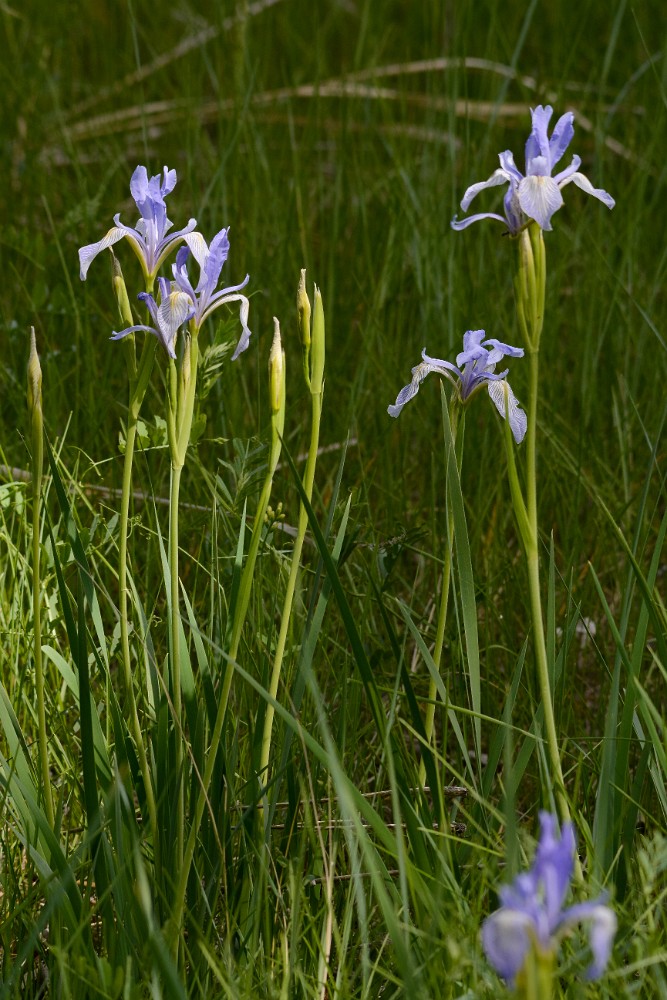 Rocky mountain iris