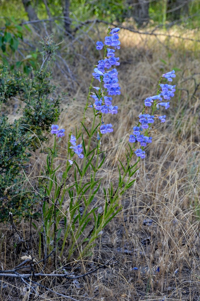 Royal penstemon - Penstemon speciosus