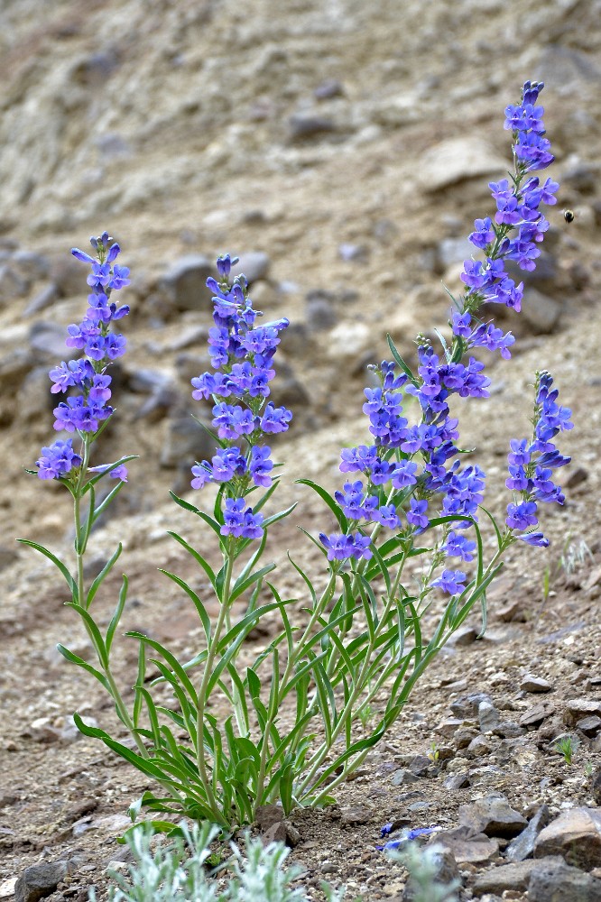 Royal penstemon