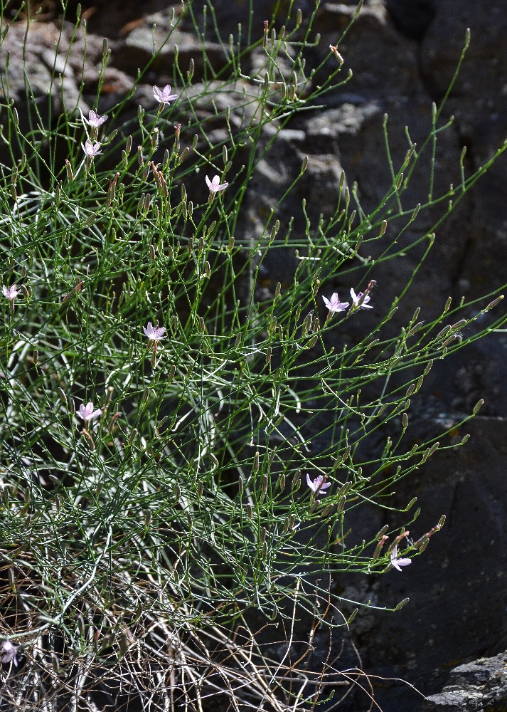 Rush skeletonplant - Lygodesmia juncea