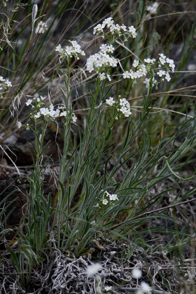 Sagebrush stickseed (2)