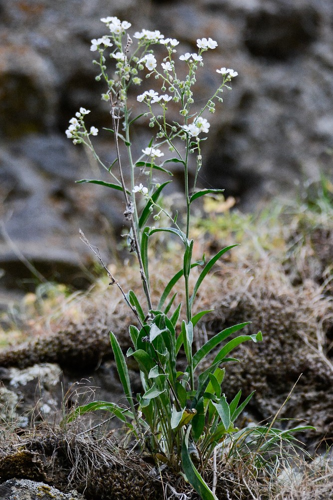 Sagebrush stickseed