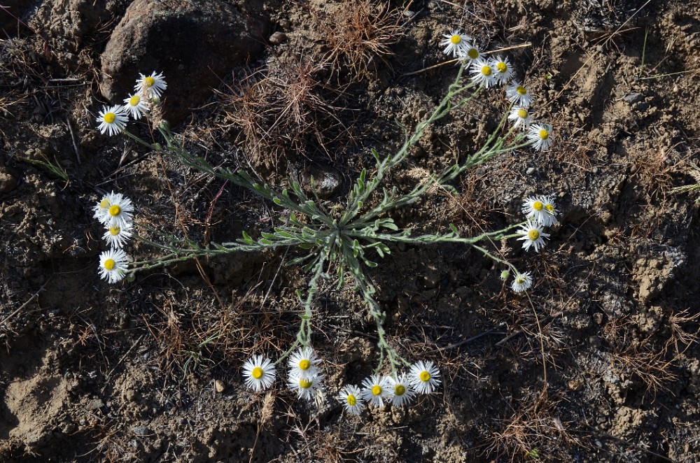 Shaggy fleabane - Erigeron pumilus (3)