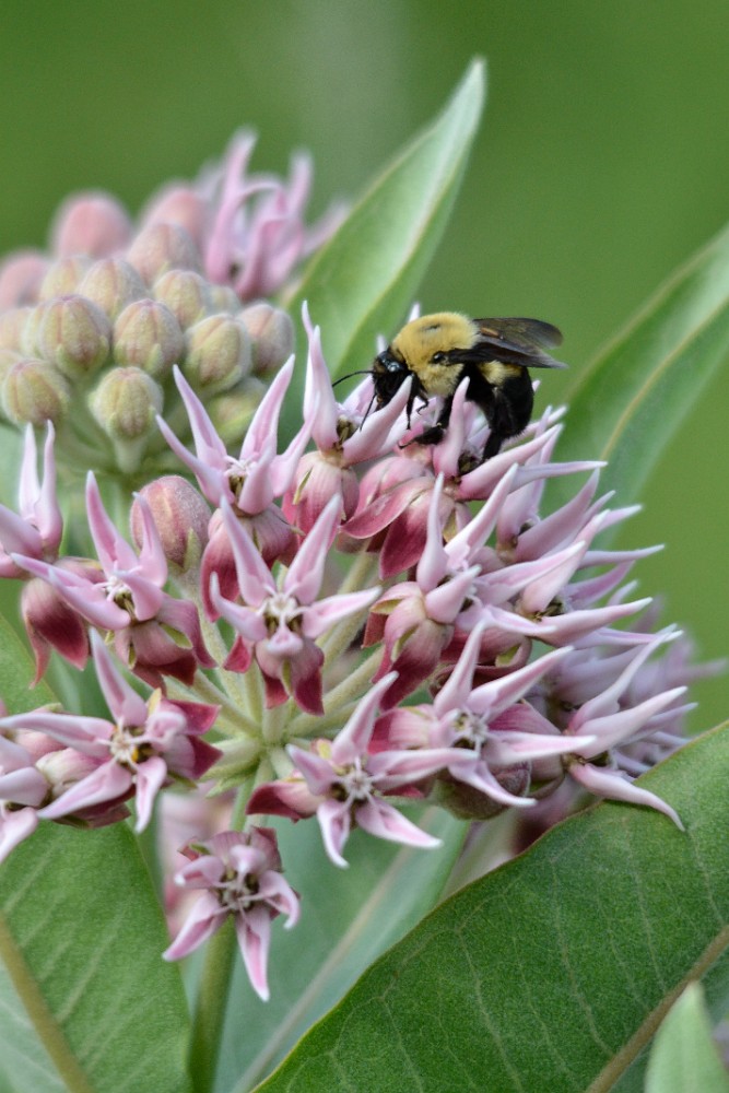 Showey Milkweed -  Asclepias speciosa (2)