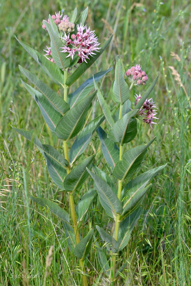 Showey Milkweed -  Asclepias speciosa (4)