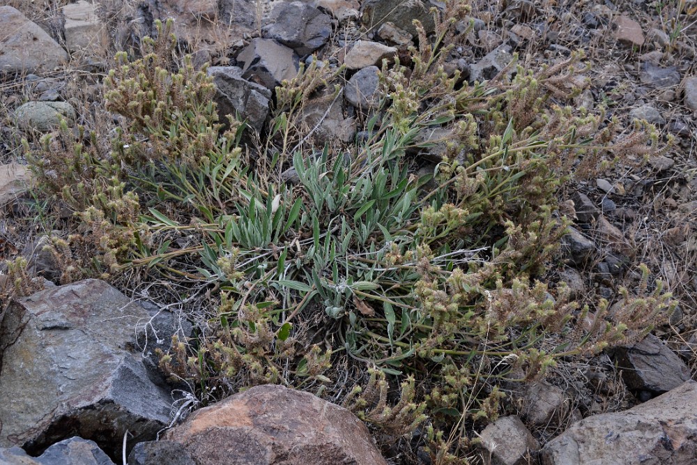 Silver-leaf Phacelia (3)