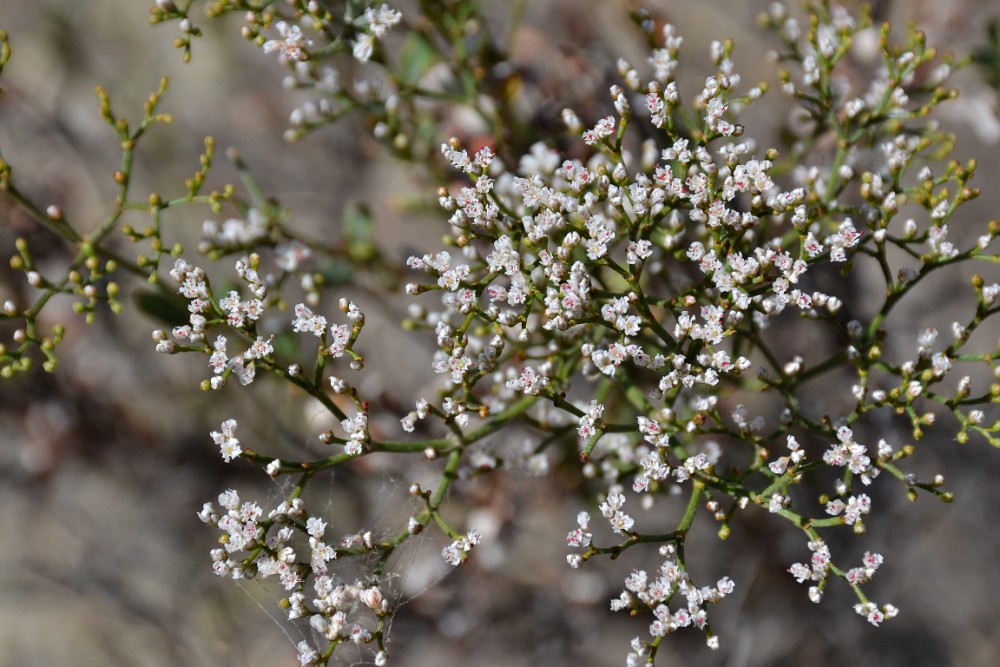 Slender buckwheat - Eriogonum microtheca