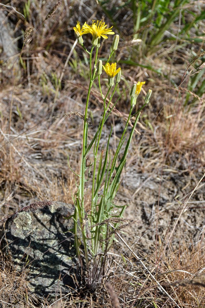 Slender hawksbeard