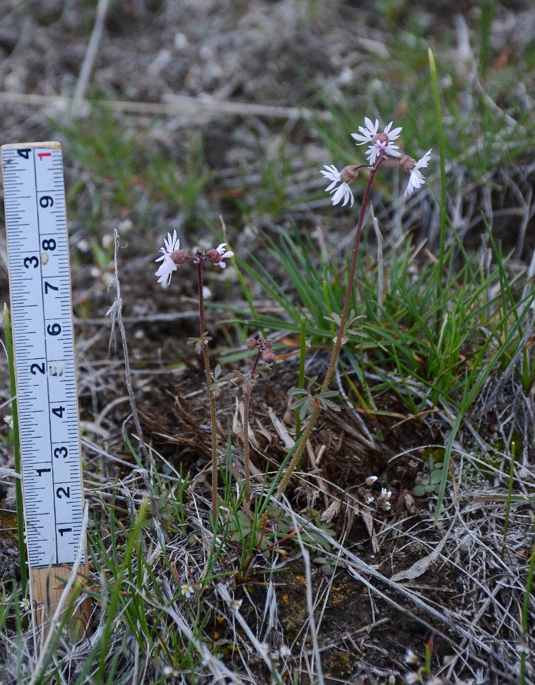 Slender prairie star (2)