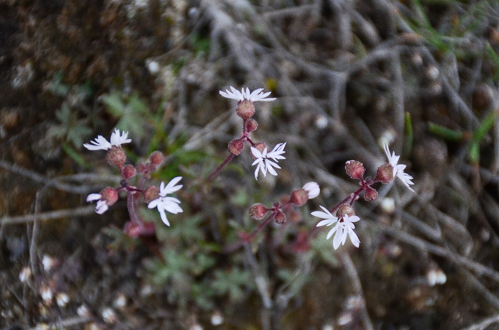 Slender prairie star