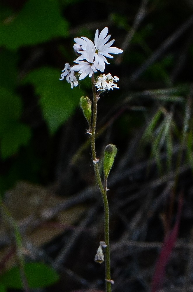 Smallflower woodland star - Lithophragma parviflorum (2)