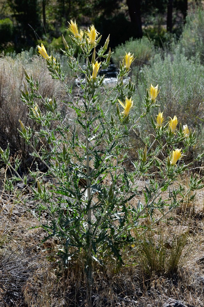 Smoothstem blazing-star - Mentzelia laevicaulis