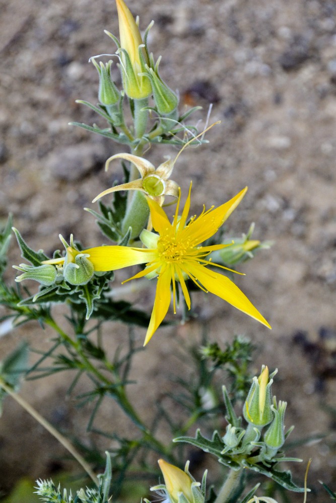 Smoothstem blazing-star