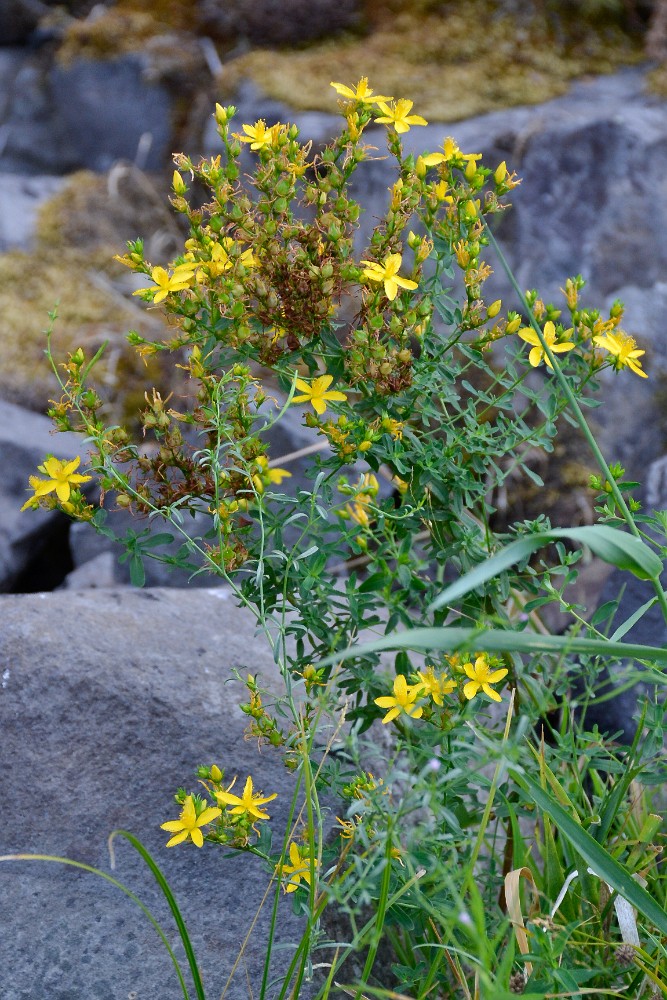 St. John's wort