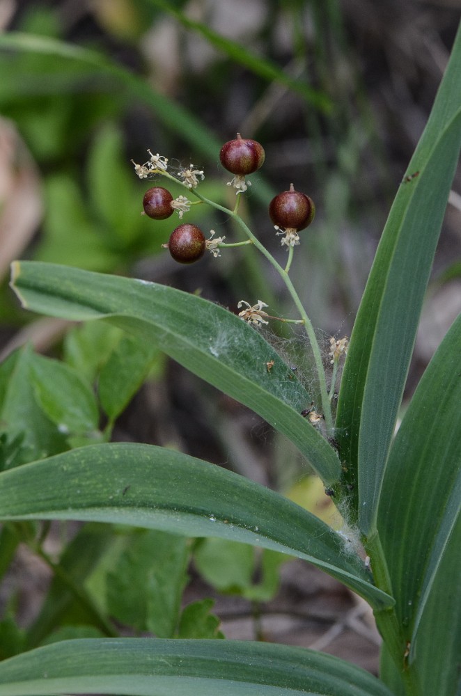 Star-flowered Solomon's seal (3)