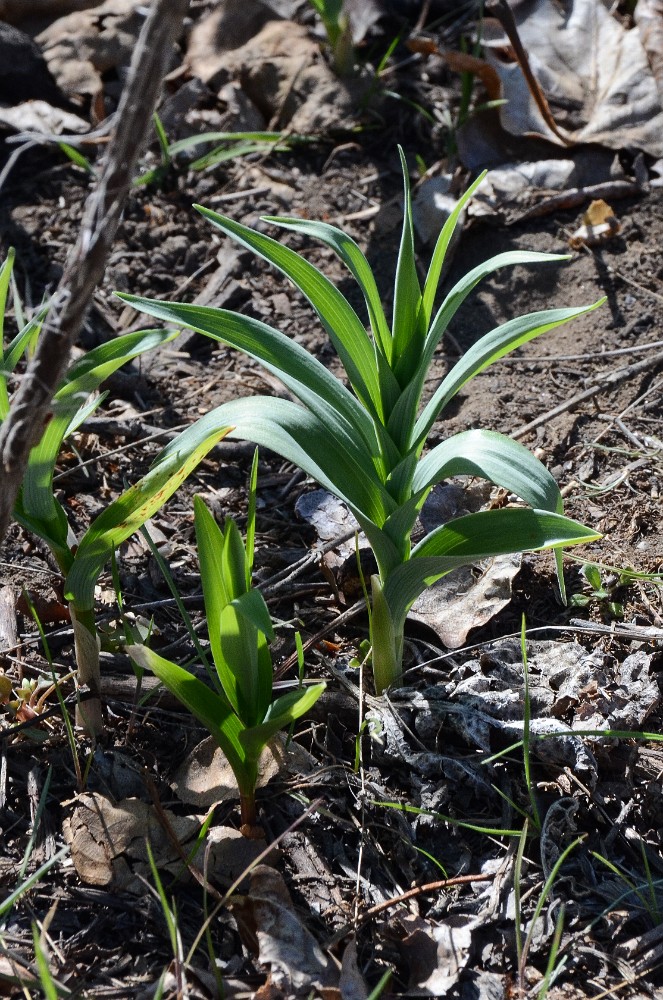 Star-flowered Solomon's seal (4)