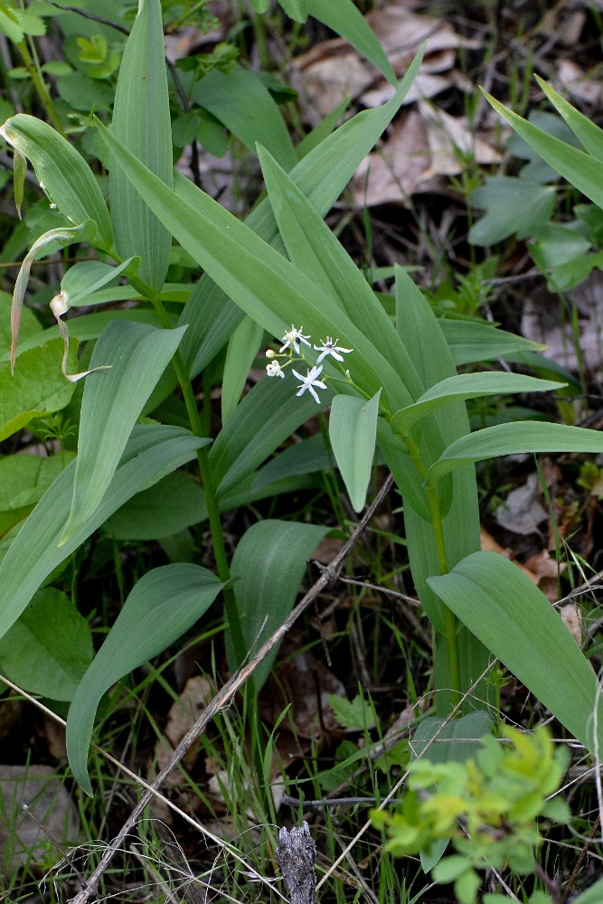 Star-flowered Solomon's seal