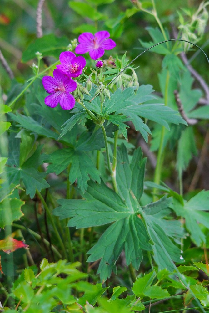 Sticky purple geranium