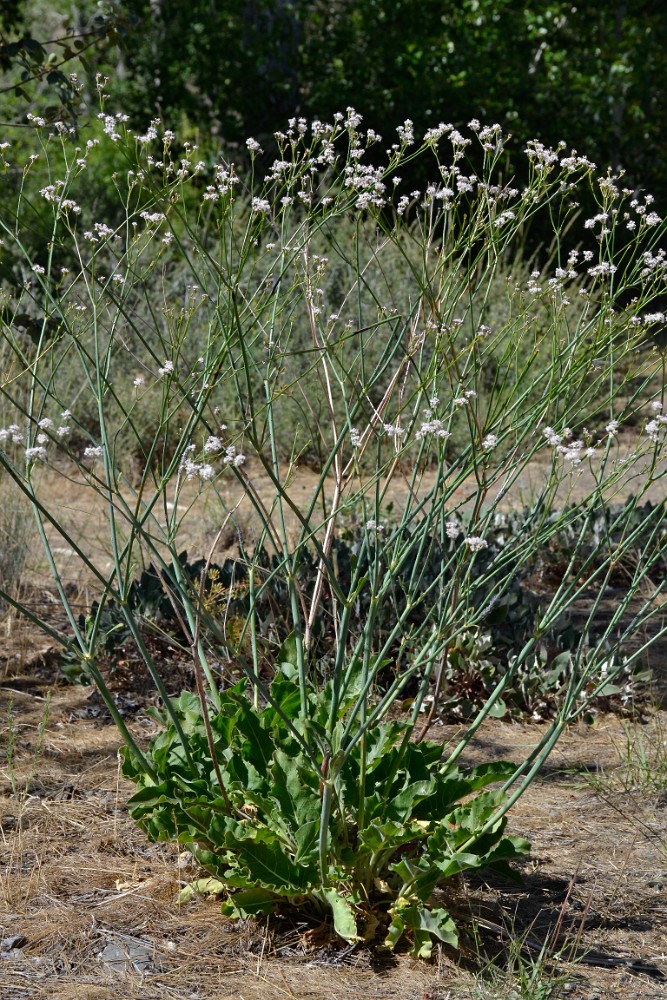 Tall wooly buckwheat