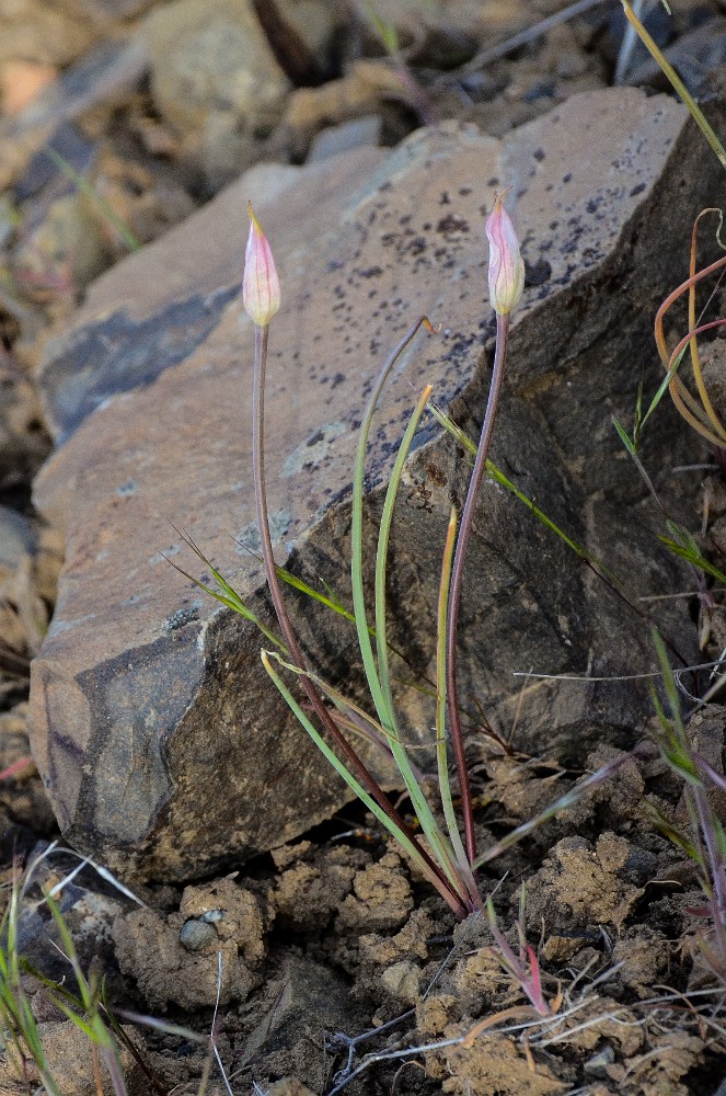 Taper-tip-onion Allium-acuminatum