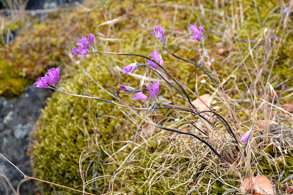 Taper-tip-onion Allium-acuminatum 2