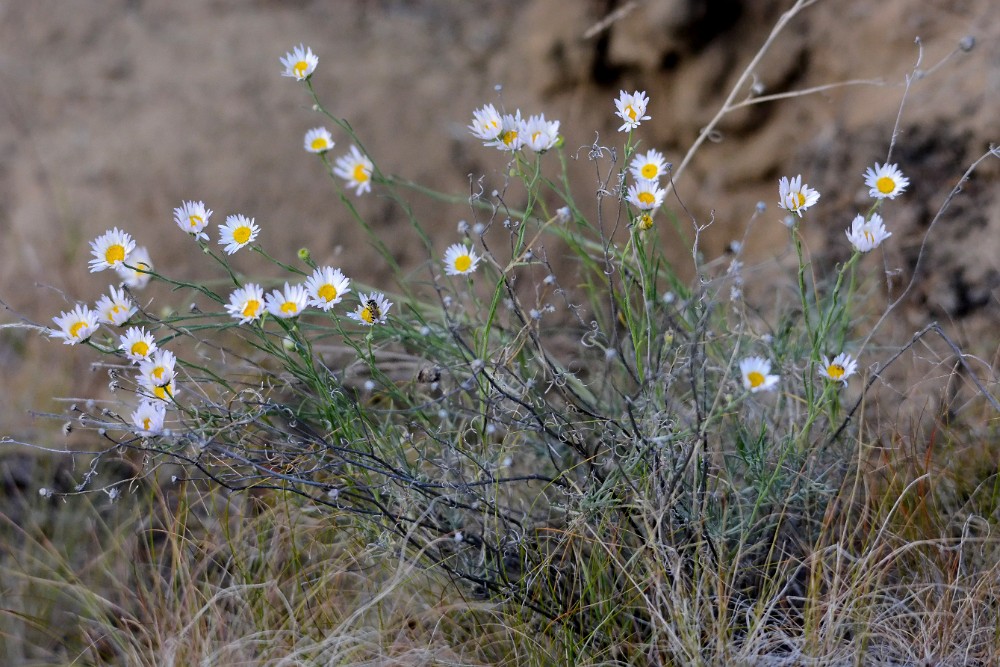 Threadleaf fleabane