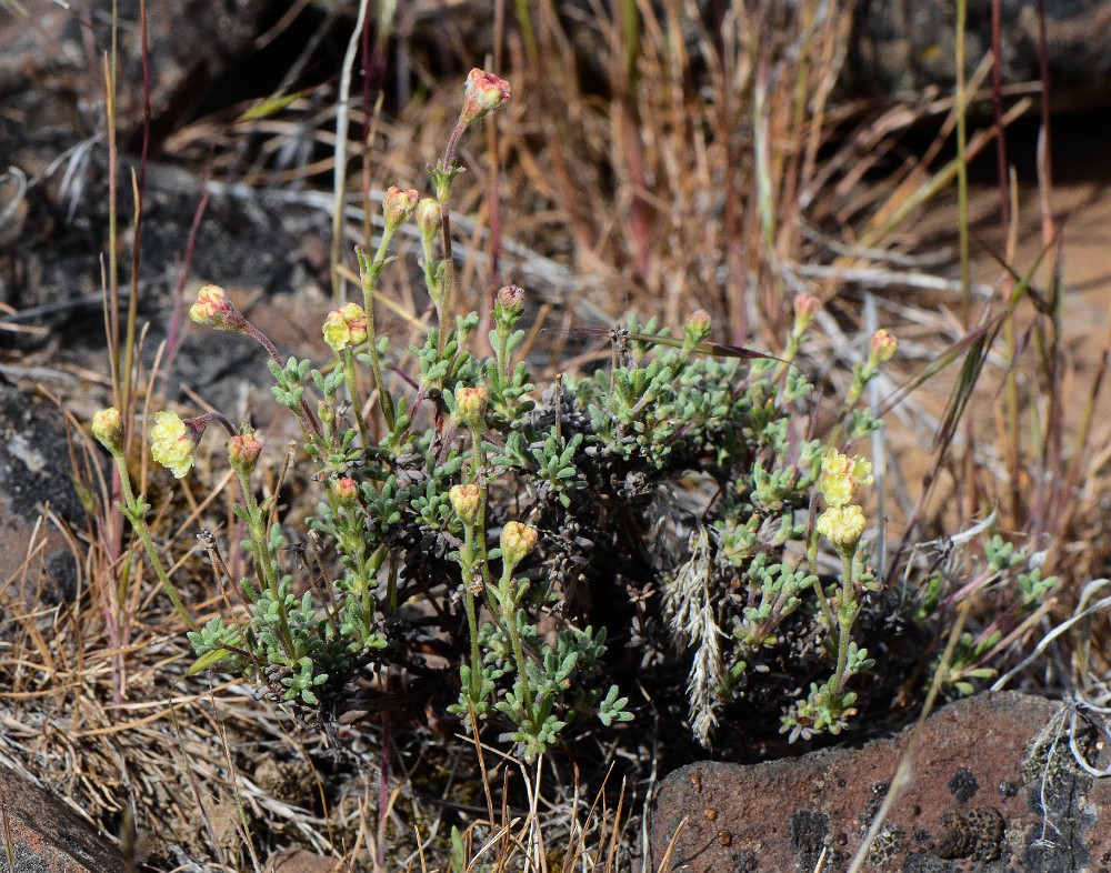 Thyme-leaf wild buckwheat (4)