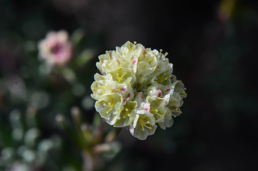 Thyme-leaf wild buckwheat (5)