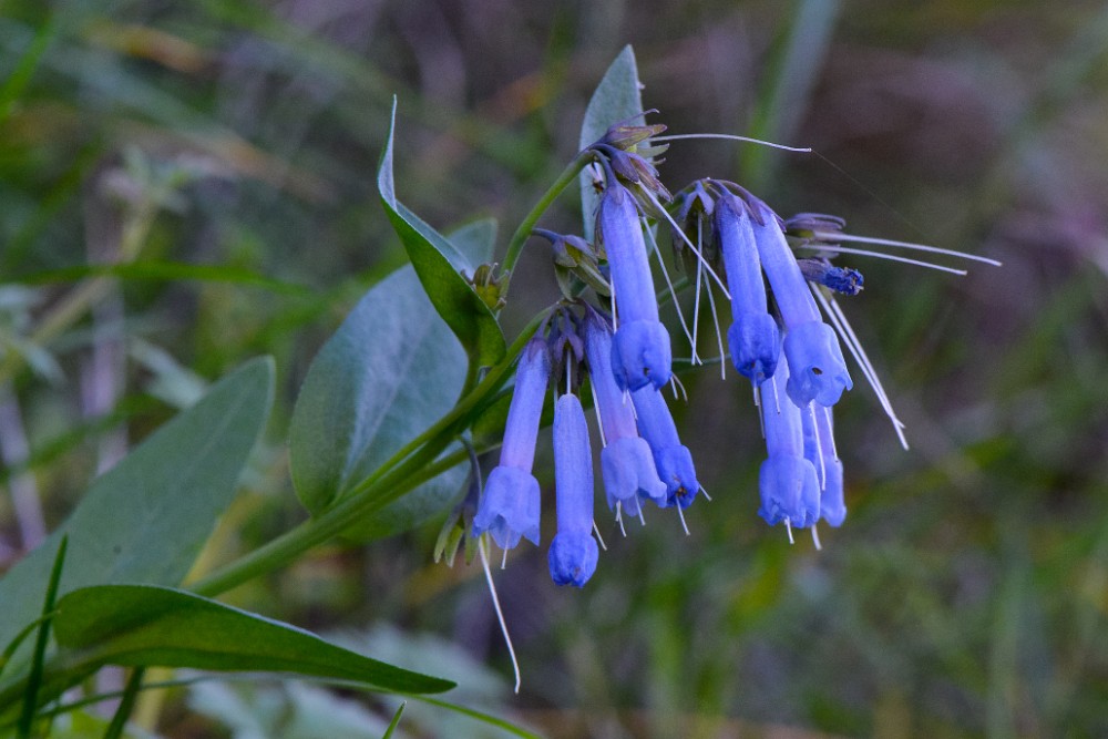 Trumpet bluebell