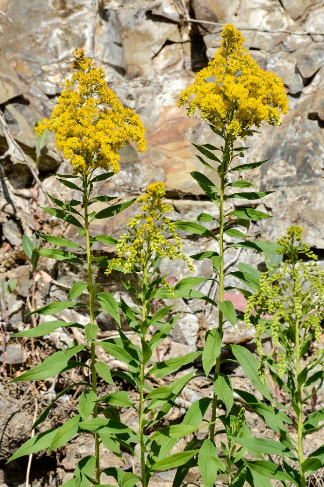 Western Canada goldenrod