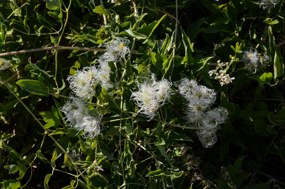 Western clematis (2)