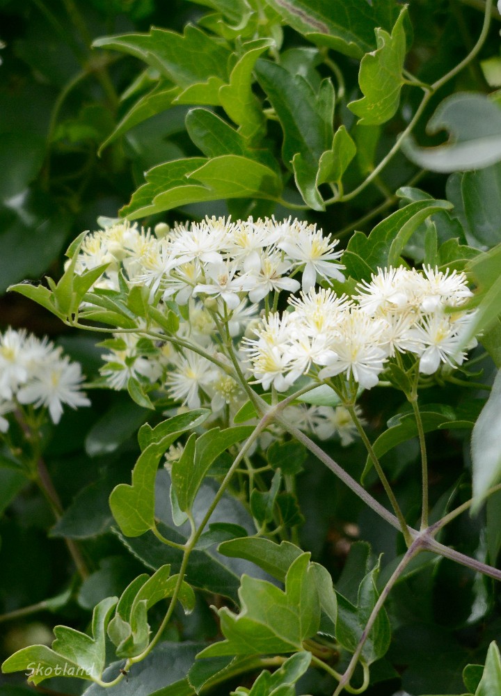 Western clematis