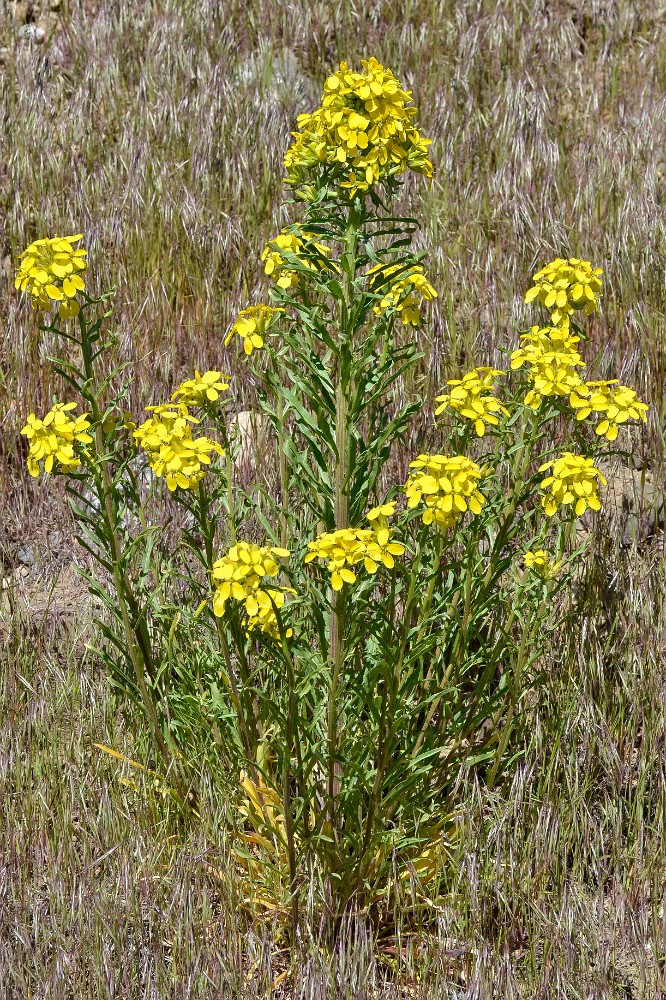 Western wallflower