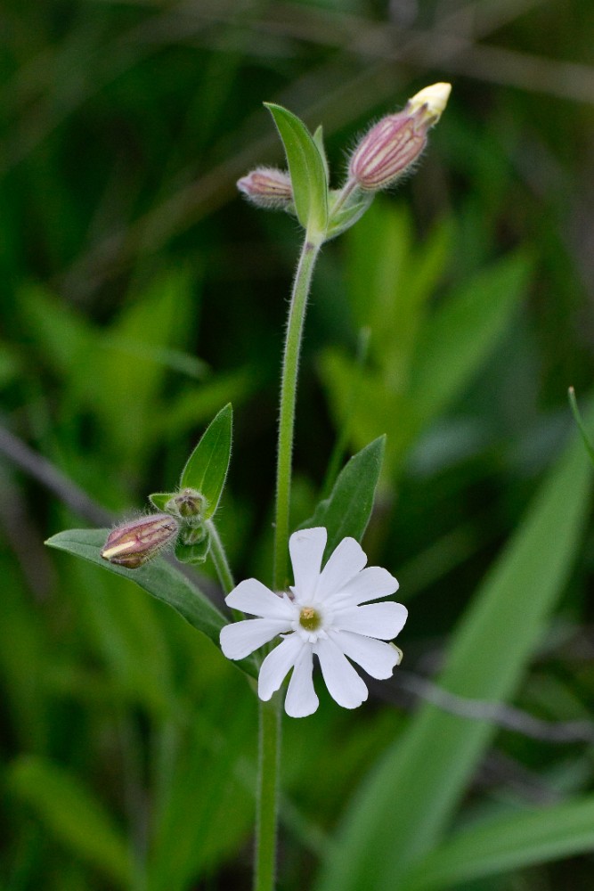 White campion